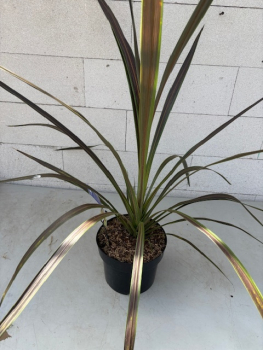 Keulenlilie Electric Star ® - Cordyline banksii Electric Star ® - 40-60cm